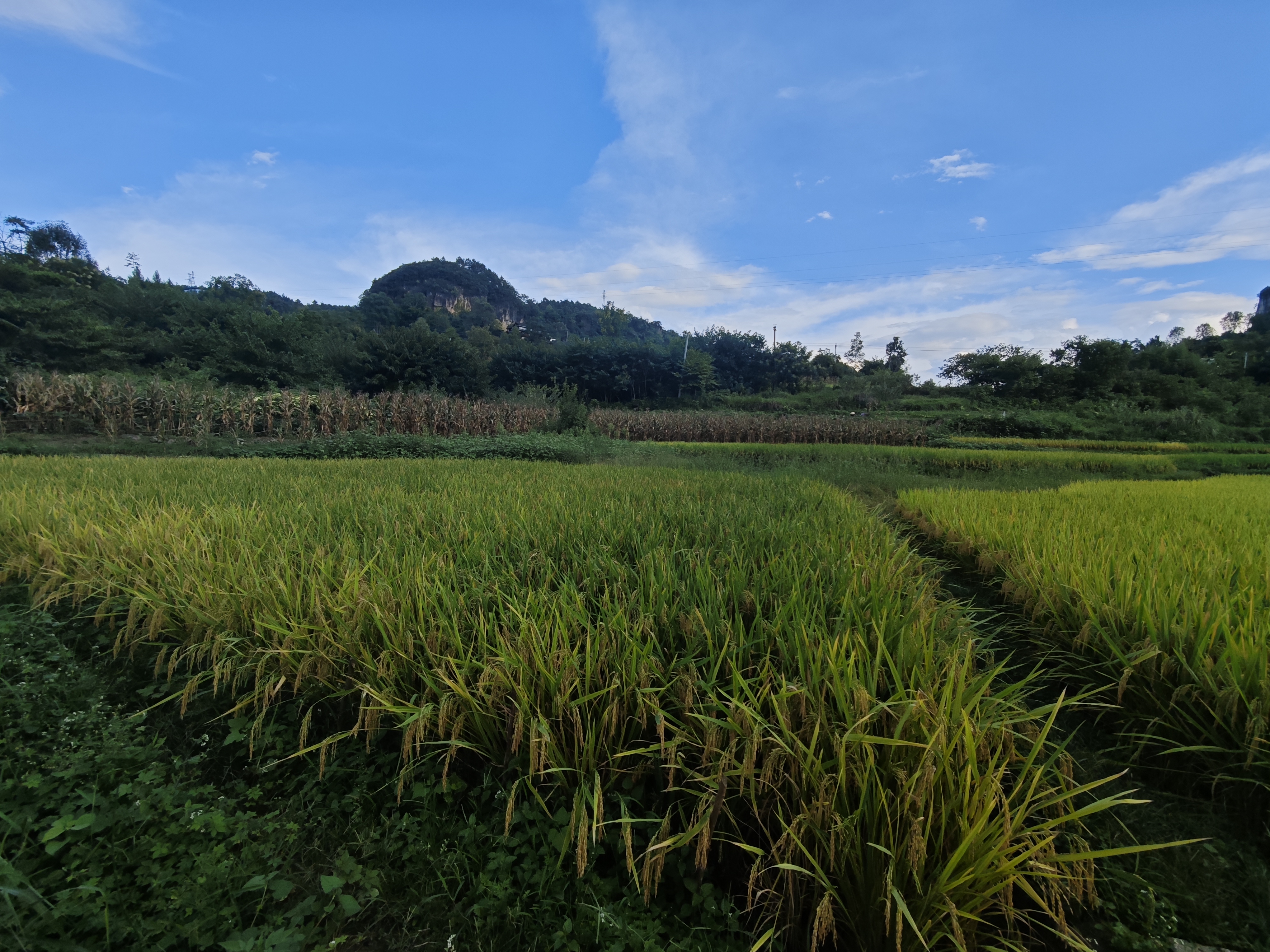 田野1